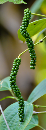black pepper fruits